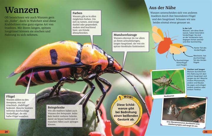 Produktbild Superchecker! Insekten (Deutsch, Andrea Mills, Wolfgang Beuchelt, Brigitte Rüssmann, 2022)
