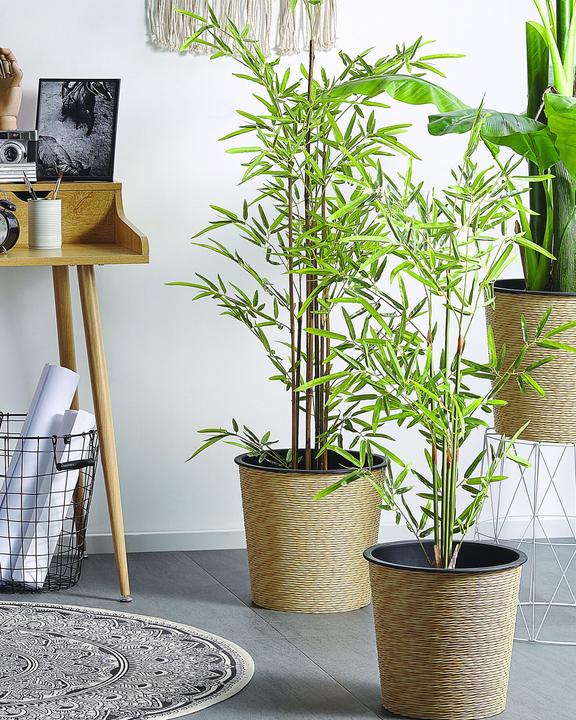 Produktbild Beliani Bambusa Vulgaris (160 cm)