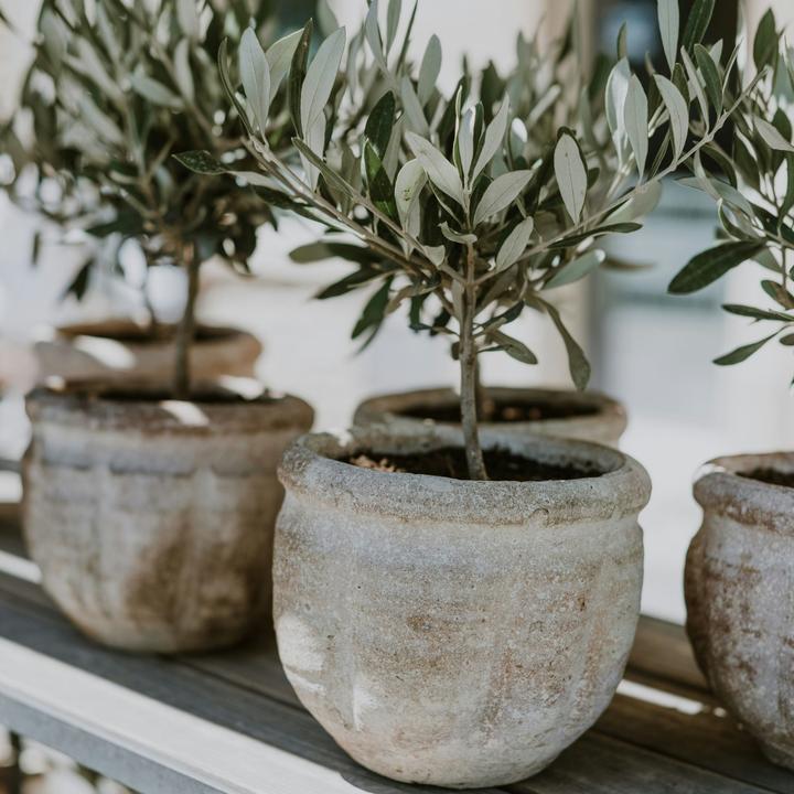 Produktbild Plant in a Box Olea Europaea - Olivenbaum (60 cm)