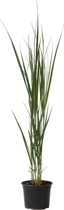 Immagine prodotto Plant in a Box Panicum virgatum 'Northwind' - Pungitopo (40 cm)