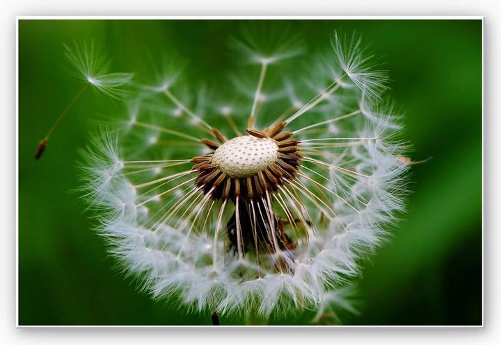 Produktbild Trenddeko Pusteblume im Wind (45 x 30 cm)