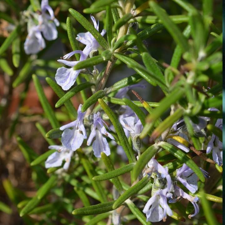 Immagine prodotto Farfalla AromaCare Rosemary Chemotype Verbenone Essential Oil Organic (5ml)