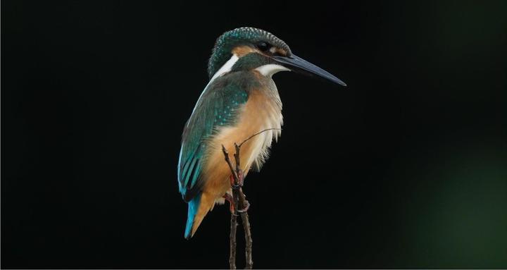 Immagine prodotto OM System M.Zuiko Digital ED 150-400mm F4.5 TC1.25x IS Pro (Micro Four Thirds, Micro Four Thirds)