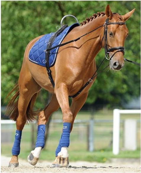 Actual product image Passier Gymnastic reins Horst Becker