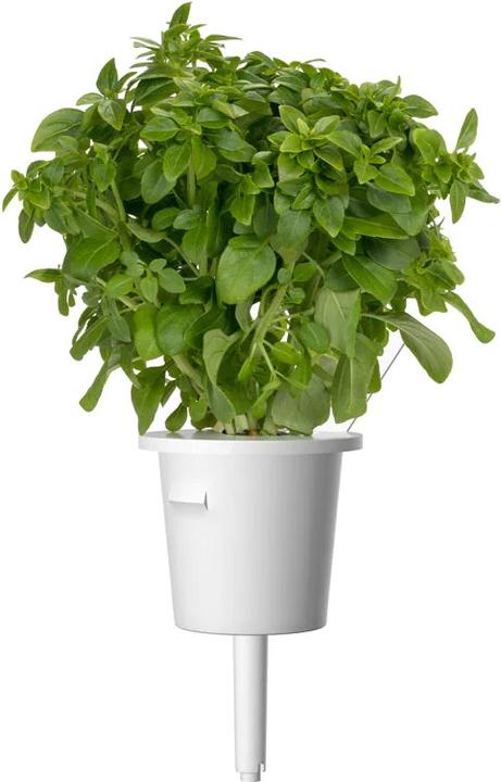 Image du produit Click and Grow Basilic nain (Graines d'herbes aromatiques)