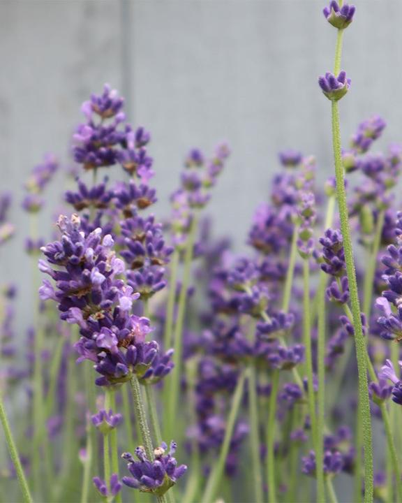 Actual product image feey Lavendel (20 cm, Animal friendly)