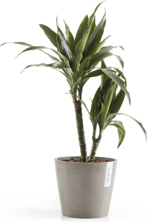 Produktbild Ecopots Amsterdam (20 cm)