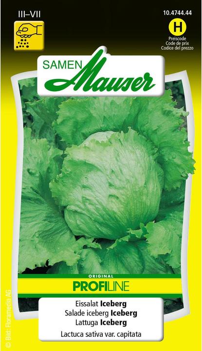 Samen Mauser Iceberg Lettuce Profiline (Vegetable seeds)