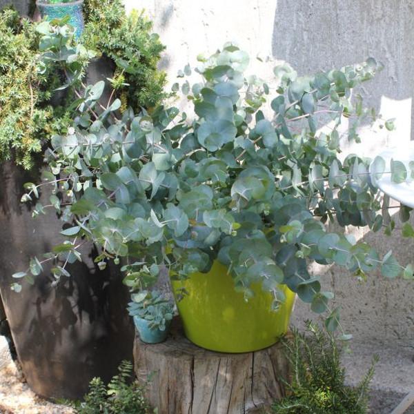 Produktbild Säntispracht Die wohlduftende Eukalyptus Terrassenpflanze - Eucalyptus cinerea Silver Tropfen (100 cm)