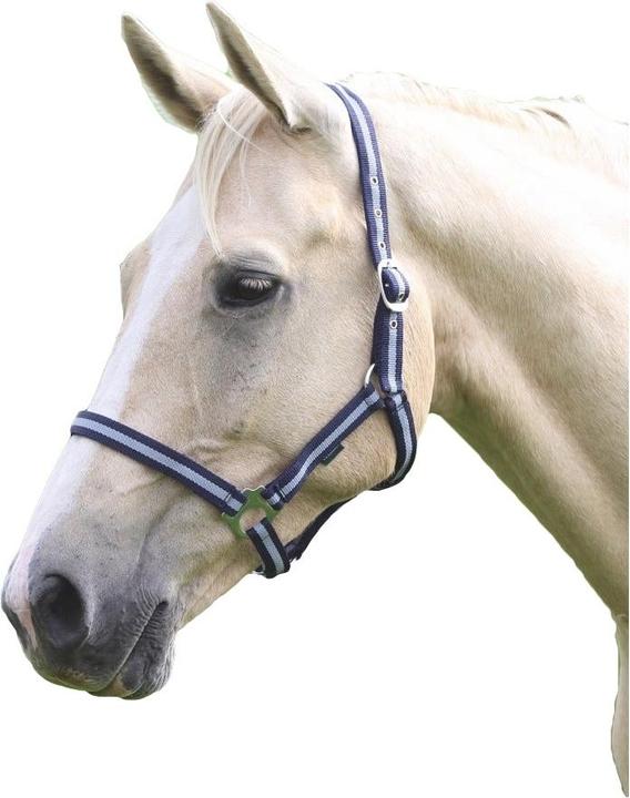 Licol pour chevaux