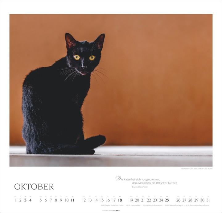 Produktbild Katzen - Diven auf Samtpfoten Kalender 2026 (48 x 46 cm, Deutsch, Englisch)
