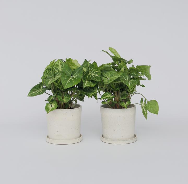 Produktbild Plant in a Box Syngonium 'Pixie' - 2er Set Zwerg-Arrowhead (25 cm)