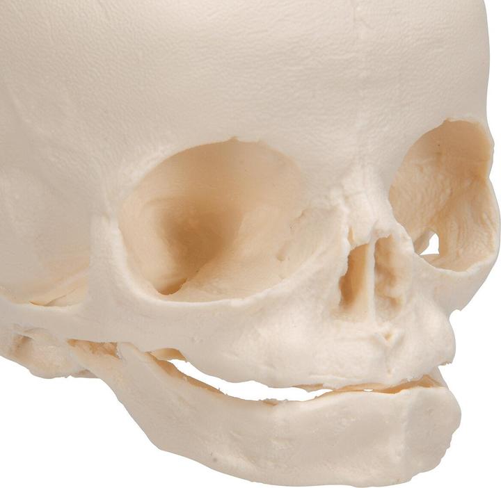 Immagine prodotto 3B Scientific Modello di cranio fetale, su supporto