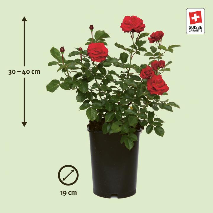 Produktbild Zulauf Floribundarose / Rosa (FL) 'Nina Weibull' (40 cm)