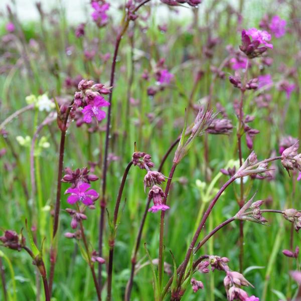 Produktbild Säntispracht 2 er Set, Pechnelke im dekorativen Korb - Lychnis viscaria Splendens (50 cm)