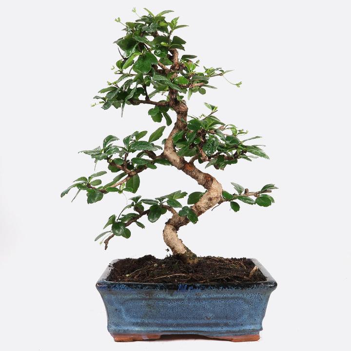 Produktbild Bonsai.ch Ficus retusa (30 cm)