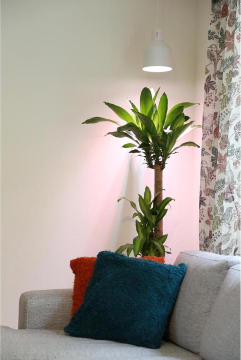 Productafbeelding Neogard Saga (LED, 230 V)