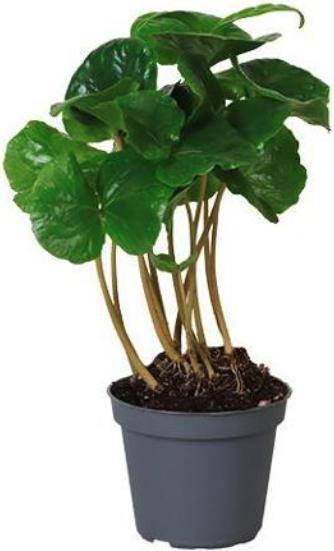 Produktbild Plantlovers Coffea Arabica (Kaffeepflanze) (15 cm, Frisch umgetopft)