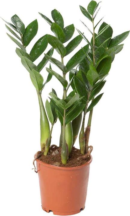 Produktbild VEG and the City Mandia (Glücksfeder Zamioculcas zamiofolia) (45 cm)