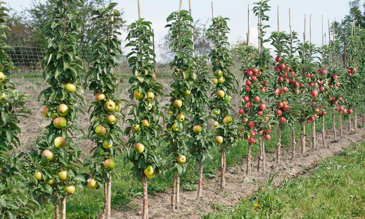 Produktbild Plant in a Box Malus 'Braeburn', Prunus avium, Pyrus 'Doyenne du Comice', Prunus domestica - 4er Mischung Obstbäum (70 cm)