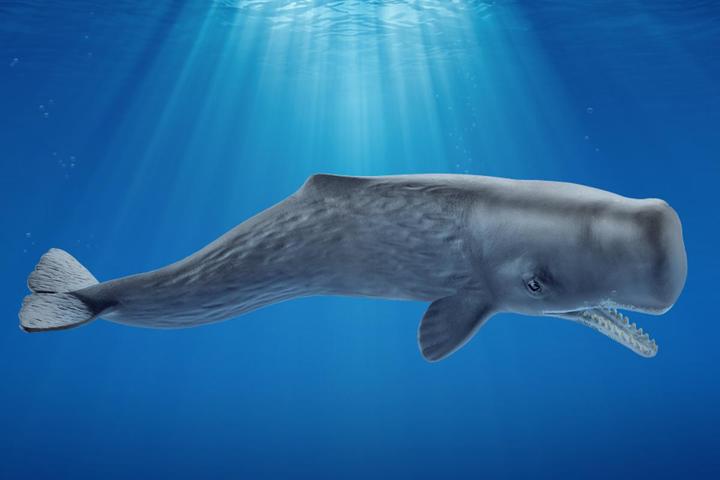 Actual product image Schleich Sperm whale
