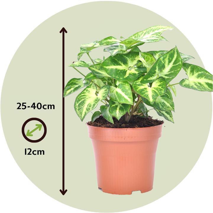 Produktbild Plant in a Box Syngonium 'Pixie' - 2er Set Zwerg-Arrowhead (25 cm)