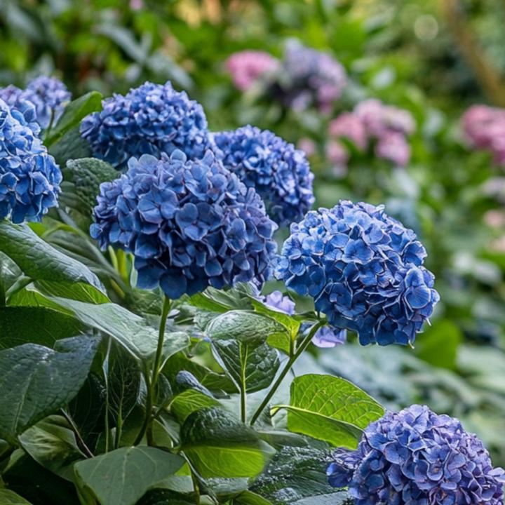 Produktbild Plant in a Box Hydrangea serrata 'Summerglow' - Hortensie (25 cm)