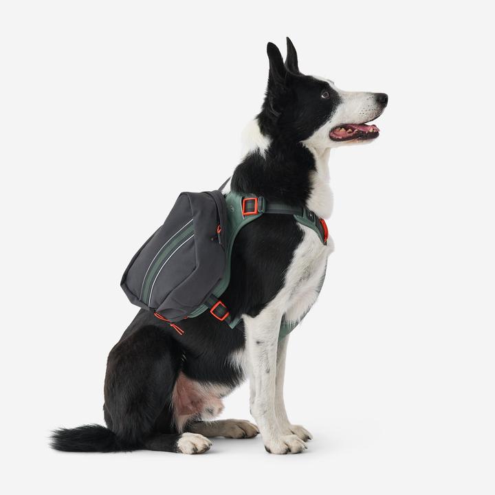 Actual product image Caperlan Hundegeschirr Wandern (S, Dog, Dog sport)