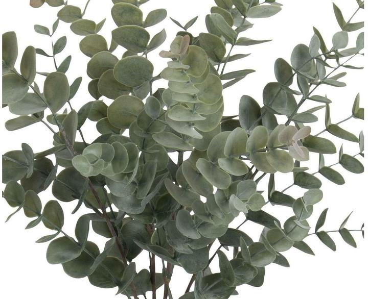 Botanic-Haus Eucalyptus bush (56 cm)