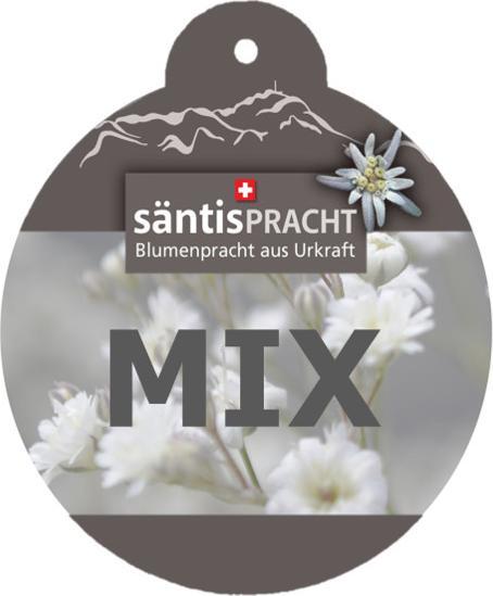 Actual product image Säntispracht The Scented Geranium with Essential Aromas - Pelargonium hybrida (60 cm)
