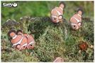 Image du produit Eugy Poisson-clown