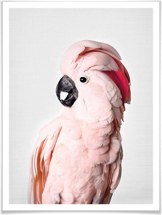 Image du produit Trenddeko Cacatoès rose (30 x 40 cm)