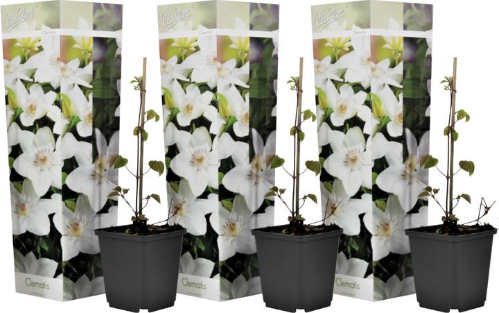 Produktbild Plant in a Box Clematis hybrid 'Mme Le Coultre' - 3er Set Klematis (25 cm)
