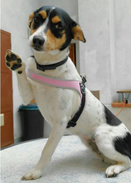 Produktbild Tre Ponti Hundegeschirr verstellbar (L, Hund, Spazieren)