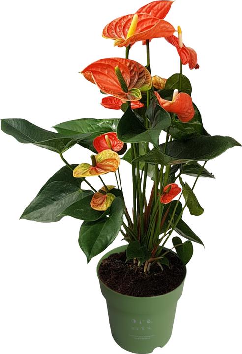 Immagine prodotto Plant in a Box Anthurium 'Madural Orange' - (55 cm)