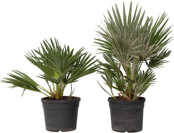 Plant in a Box Chamaerops 'Vulcano' - 2er Set Vulkan Zwergpalme (35 cm)