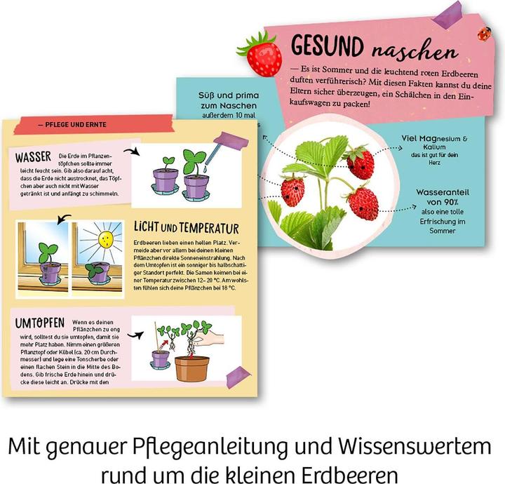 Produktbild Kosmos Feen-Erdbeeren