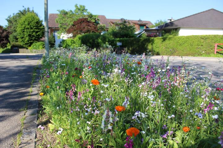 Produktbild Ökohum Bodensee Blütentraum Augenweide (Blumensamen)