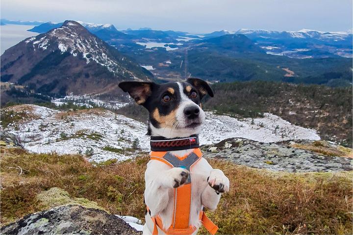 Image du produit Non-Stop Dogwear Rock Collar 3.0 (XXXL, Chien, Général)