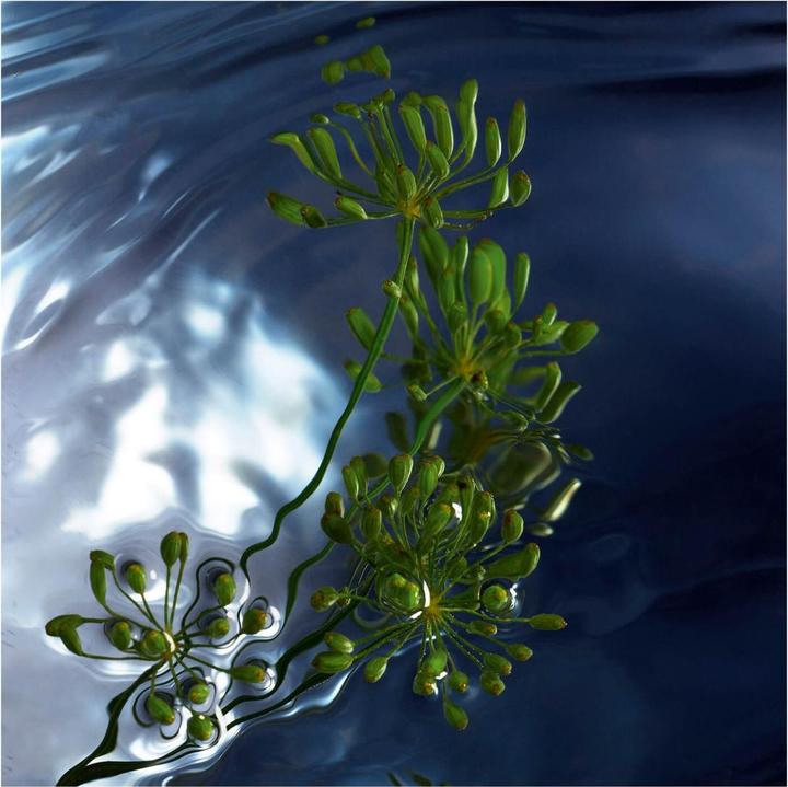 Actual product image Davidoff Reborn Eau de Toilette (Eau de toilette, 75 ml)