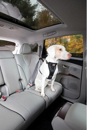 Immagine prodotto Kurgo Tru-Fit (L, Cane, Generale)