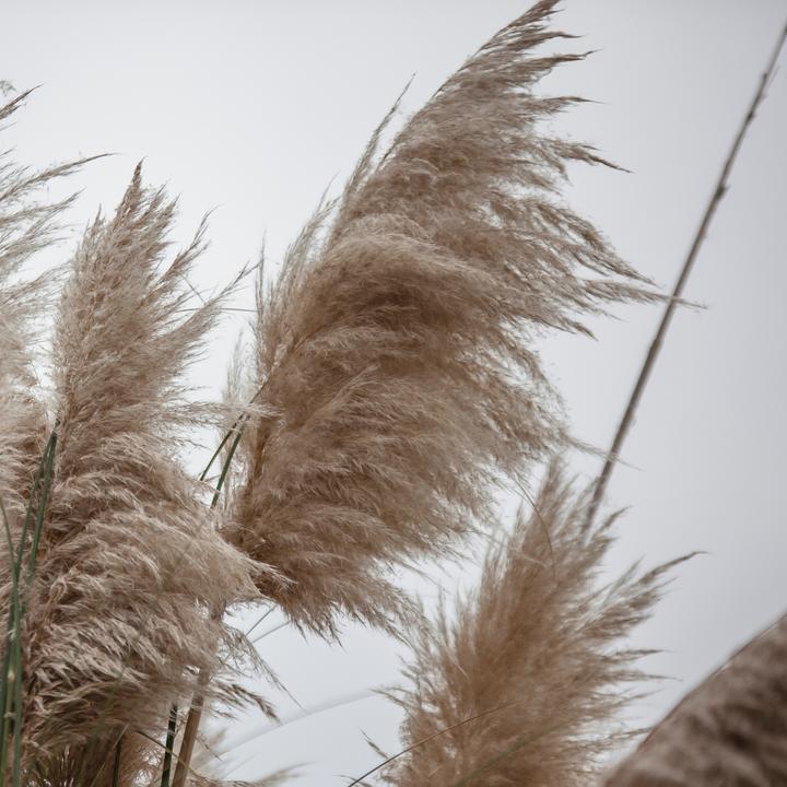 Produktbild Plant in a Box Cortaderia selloana - 6er Set Pampasgräser (25 cm)