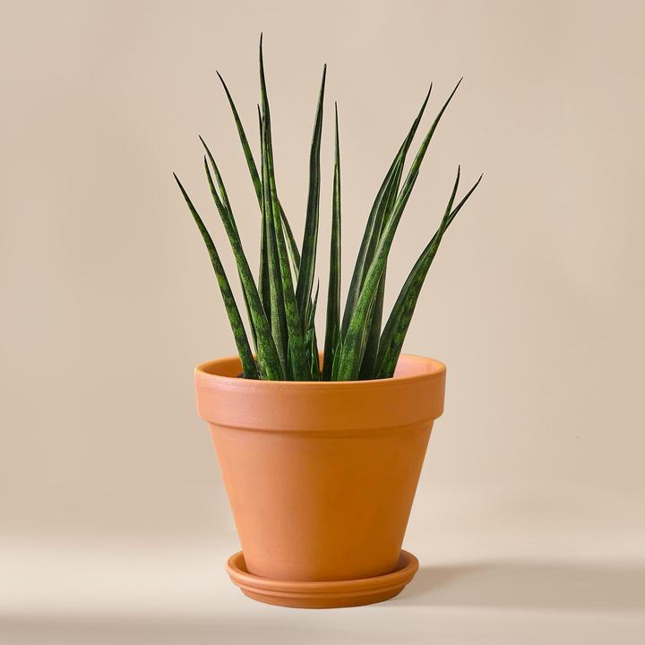 Mary and Plants Sansevieria Bacularis Mikado con vaso in terracotta (35 cm)