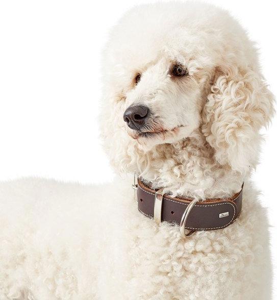 Actual product image Hunter Collar Aalborg Special (40, 41, 42, 43, 44, 45, 46, 47, 48, Dog, Dog sport)