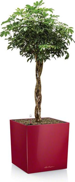 Actual product image Lechuza Cube (39 cm)