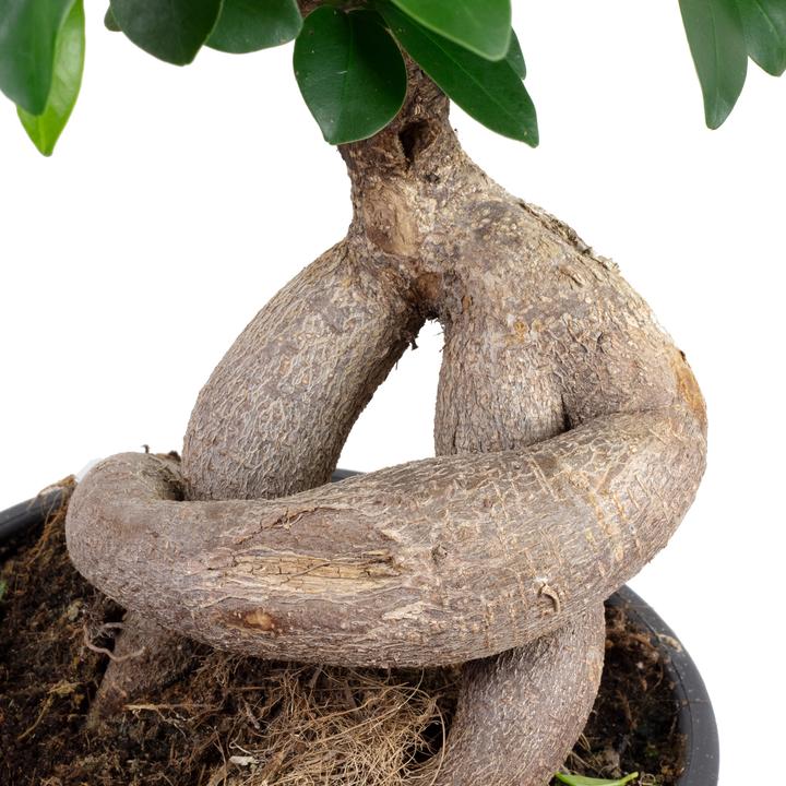 Actual product image Flowerbox Chinese Banyan - height ca. 40 cm, pot-Ø 17 cm - Ficus Ginseng (40 cm)
