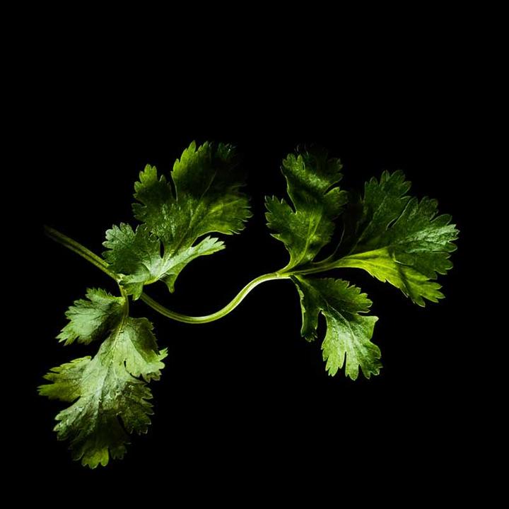 Immagine prodotto Plantui Coriandolo (Semi di erbe)
