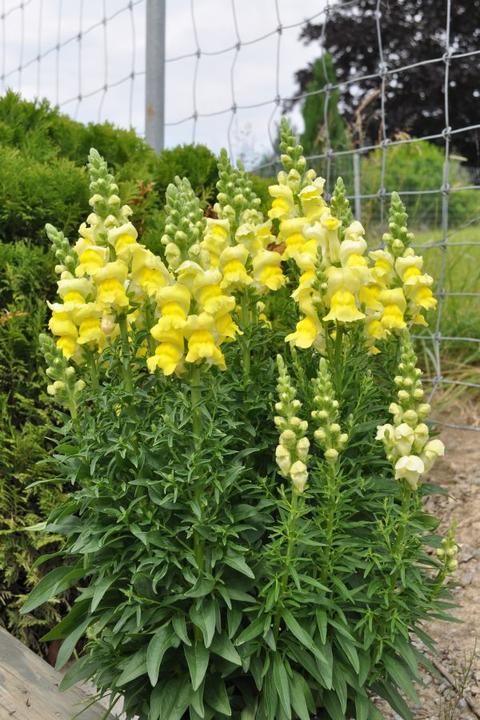 Produktbild Säntispracht Das bienenfreundliche Löwenmäulchen - Antirrhinum majus 'Sonnet Yellow' (60 cm)
