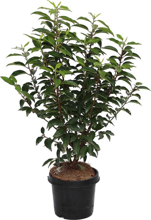 Immagine prodotto Zulauf Portugiesischer Kirschlorbeer / Prunus lusi. 'Angustifolia' (50 cm)