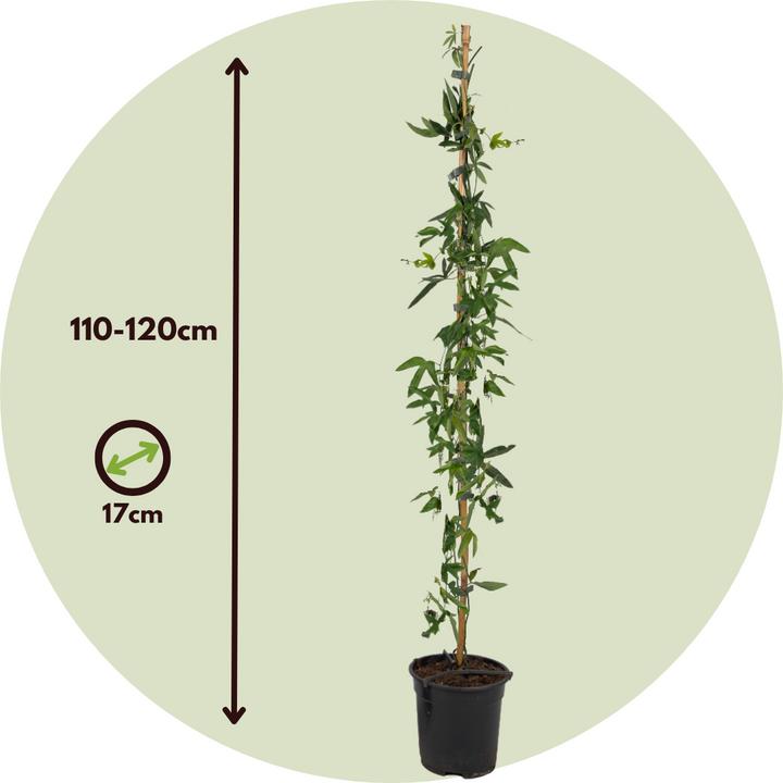 Produktbild Plant in a Box Passiflora caerulea - Passionsblume (110 cm)